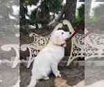 Small Photo #4 Golden Retriever Puppy For Sale in ANAHEIM, CA, USA