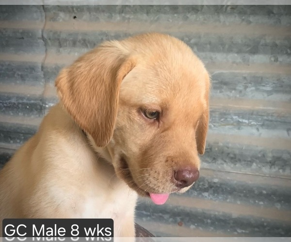 Medium Photo #10 Labrador Retriever Puppy For Sale in EDGEWOOD, TX, USA