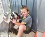 Small Photo #1 Bernedoodle Puppy For Sale in FRANKLIN, MO, USA
