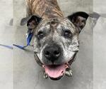Small #1 American Pit Bull Terrier