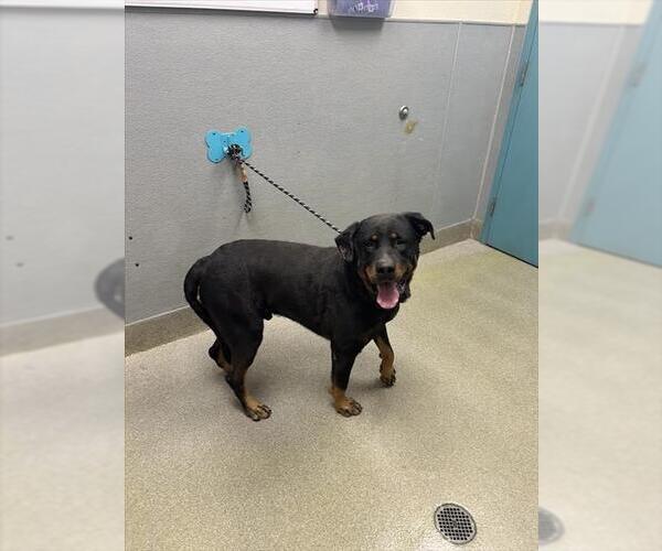 Medium Photo #1 Rottweiler-Unknown Mix Puppy For Sale in Las Vegas, NV, USA