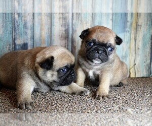 Pug Puppy for sale in NILES, MI, USA
