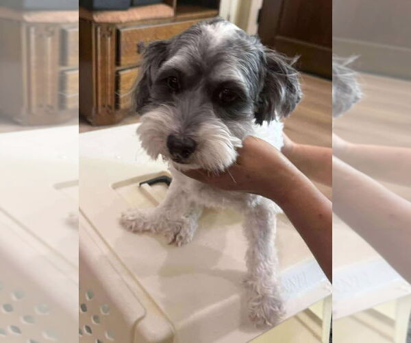 Medium Photo #2 Havanese-Miniature Schnauzer Mix Puppy For Sale in Princeton, MN, USA