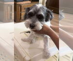 Small #1 Havanese-Miniature Schnauzer Mix