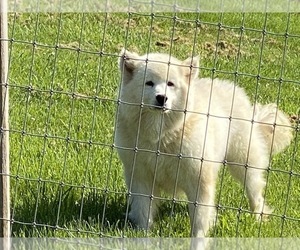 Mother of the Samoyed puppies born on 06/14/2021