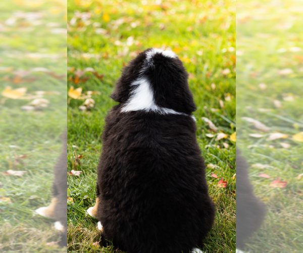 Medium Photo #5 Bernese Mountain Dog Puppy For Sale in MILLERSBURG, IN, USA