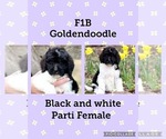 Small Photo #2 Goldendoodle Puppy For Sale in SOCIAL CIRCLE, GA, USA