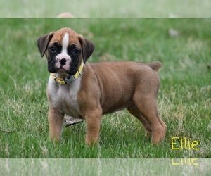 Boxer Puppy for sale in SHIPSHEWANA, IN, USA