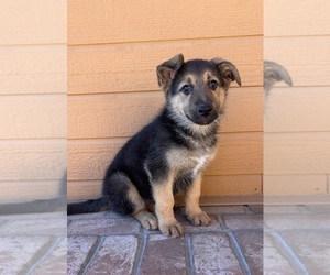 German Shepherd Dog Puppy for Sale in MORENO VALLEY, California USA