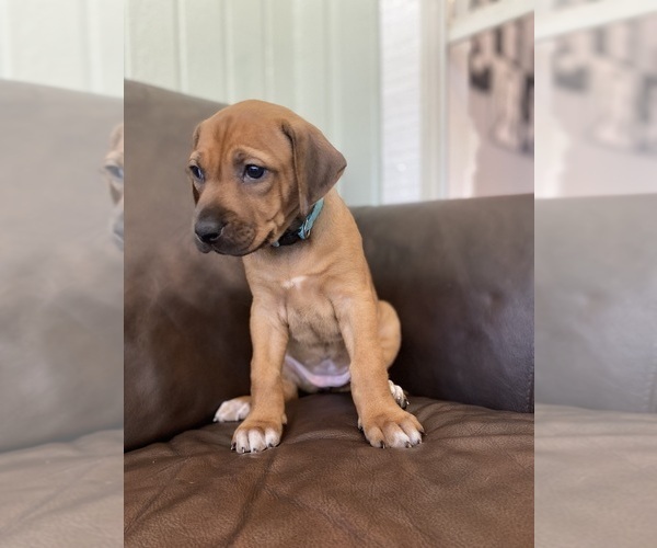 Medium Photo #10 Rhodesian Ridgeback Puppy For Sale in KELLER, TX, USA