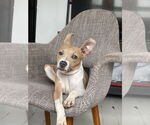 Small Jack Chi
