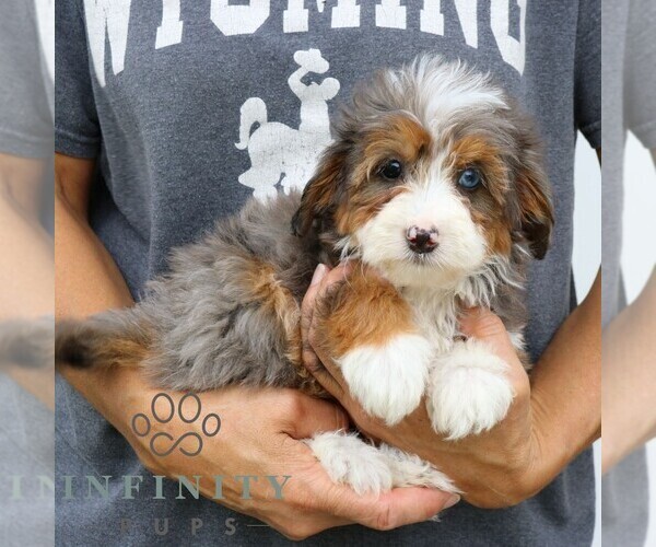 Medium Photo #2 Bernedoodle (Miniature) Puppy For Sale in NARVON, PA, USA