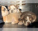 Puppy Puppy 7 English Bulldog