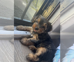 YorkiePoo-Yorkshire Terrier Mix Puppy for sale in MAYWOOD, CA, USA