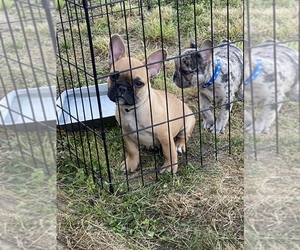 French Bulldog Puppy for sale in BRIDGEVILLE, DE, USA