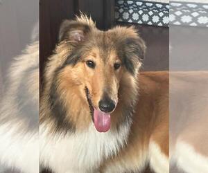 Collie Dogs for adoption in Columbus, OH, USA