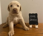 Puppy Daisy Labrador Retriever