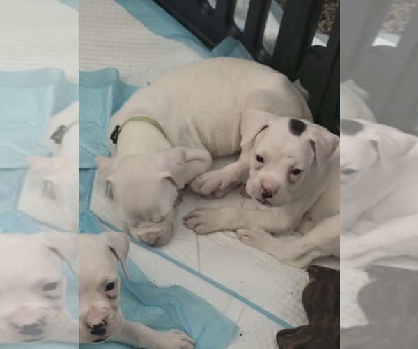 Medium Photo #2 Boxer Puppy For Sale in DISPUTANTA, VA, USA
