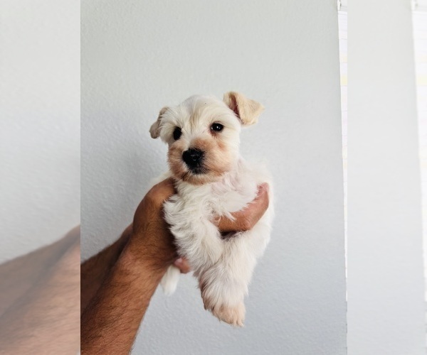 Medium Photo #5 Schnauzer (Miniature) Puppy For Sale in KISSIMMEE, FL, USA