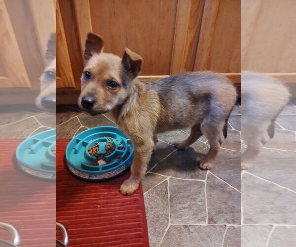 Medium Photo #4 Shepradors Puppy For Sale in Princeton, MN, USA