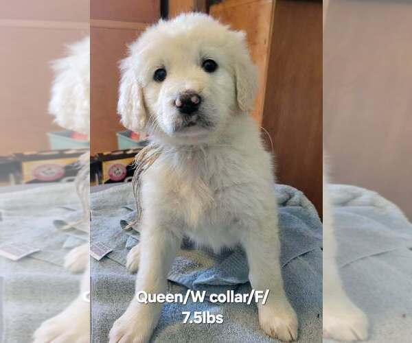 Medium Photo #1 Great Pyrenees-Unknown Mix Puppy For Sale in Aurora, IN, USA
