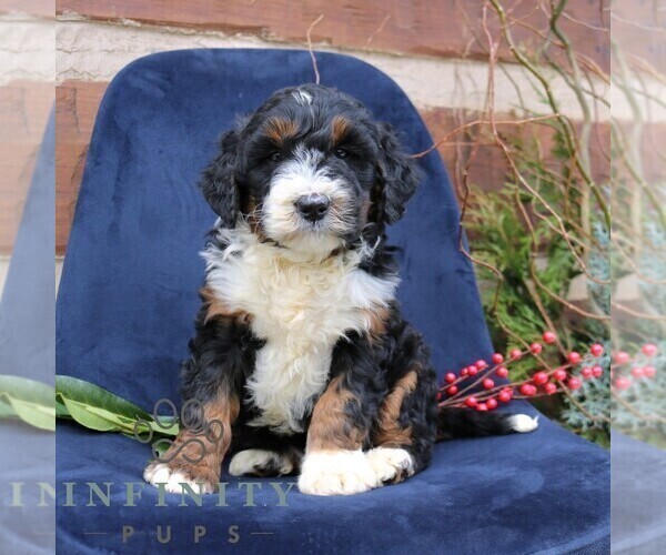 Medium Photo #4 Bernedoodle (Miniature) Puppy For Sale in NARVON, PA, USA