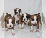 Small Photo #2 Boxer Puppy For Sale in SINKING SPRING, PA, USA