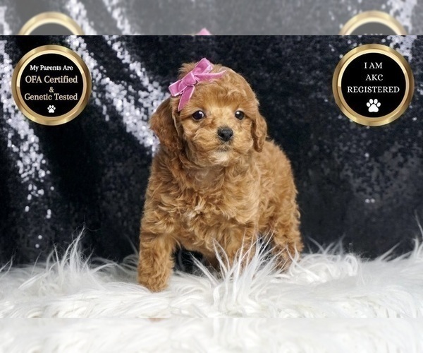 Medium Photo #45 Poodle (Toy) Puppy For Sale in WARSAW, IN, USA