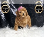 Small #5 Poodle (Toy)