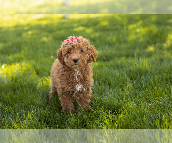 Medium Photo #3 Poodle (Miniature) Puppy For Sale in SHIPSHEWANA, IN, USA
