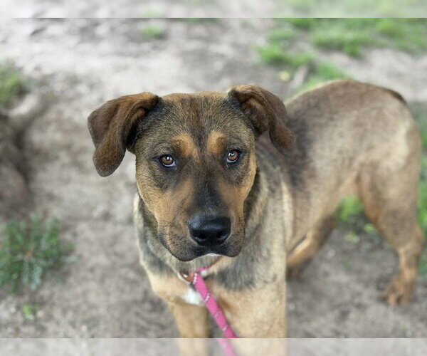Medium Photo #1 German Shepherd Dog-Unknown Mix Puppy For Sale in Tulsa, OK, USA