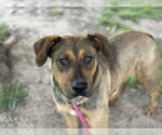 Small German Shepherd Dog Mix