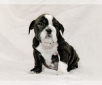 Small Photo #7 English Bulldog Puppy For Sale in LAS VEGAS, NV, USA