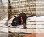 Small #22 German Shepherd Dog