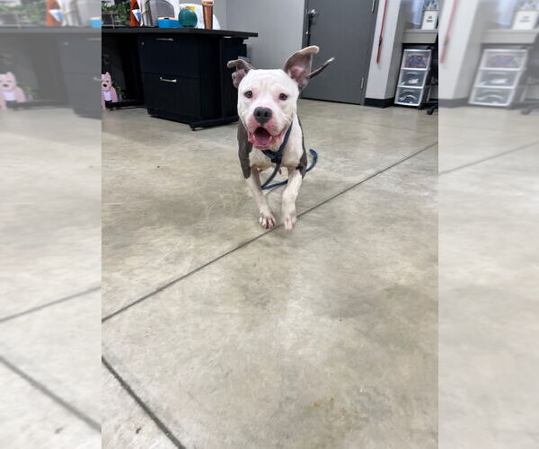 Medium Photo #2 American Staffordshire Terrier Puppy For Sale in Pierceton , IN, USA