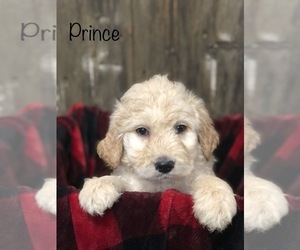 Goldendoodle Puppy for sale in WOOSTER, OH, USA
