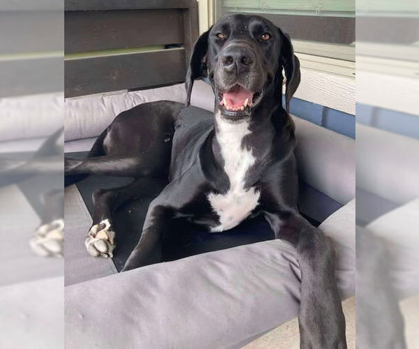 Medium Photo #2 Great Dane-Unknown Mix Puppy For Sale in Bullard, TX, USA