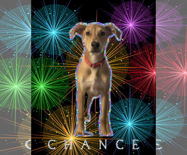 Medium Photo #1 Unknown-Vizsla Mix Puppy For Sale in Spotsylvania, VA, USA