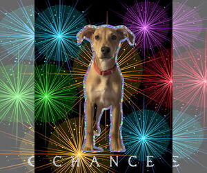 Unknown-Vizsla Mix Dogs for adoption in Spotsylvania, VA, USA