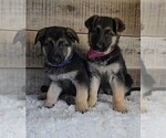 Small Photo #2 German Shepherd Dog Puppy For Sale in JASONVILLE, IN, USA