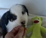 Small Photo #11 Miniature American Shepherd Puppy For Sale in PLACERVILLE, CA, USA