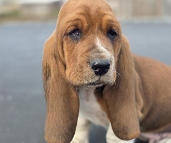 Medium Photo #54 Basset Hound Puppy For Sale in GREENLEAF, WI, USA