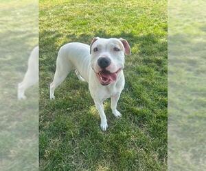 American Bulldog-Unknown Mix Dogs for adoption in Lee's Summit, MO, USA
