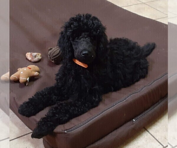 Medium Photo #1 Poodle (Standard) Puppy For Sale in SALUDA, SC, USA