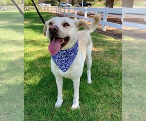 Maddy - Female Labrador Retriever-Unknown Mix Dog for Adoption - Photo #7