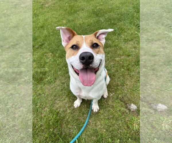 Medium Photo #19 Akita-Labrador Retriever Mix Puppy For Sale in Rockaway, NJ, USA