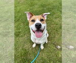 Small #18 Akita-Labrador Retriever Mix