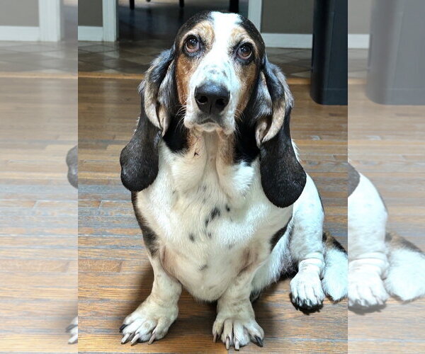 Medium Photo #1 Basset Hound Puppy For Sale in Brookville, OH, USA