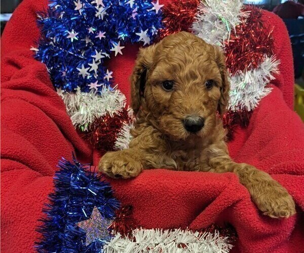 Medium Photo #3 Goldendoodle Puppy For Sale in SEBEKA, MN, USA