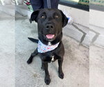 Small #16 Labrador Retriever Mix